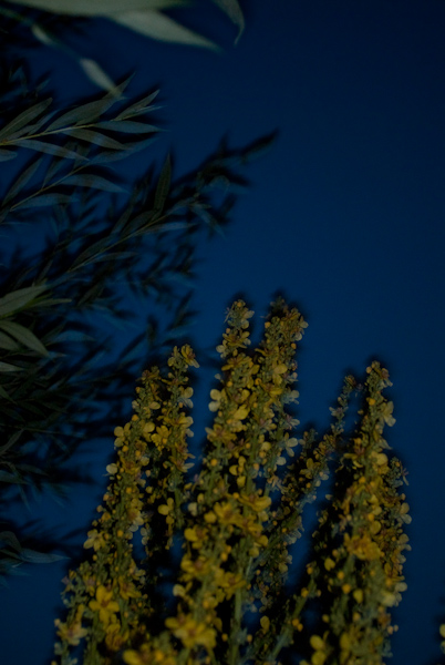 a midsummer night`s dream