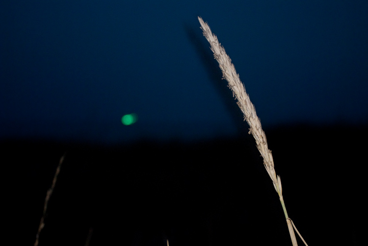 a midsummer night`s dream