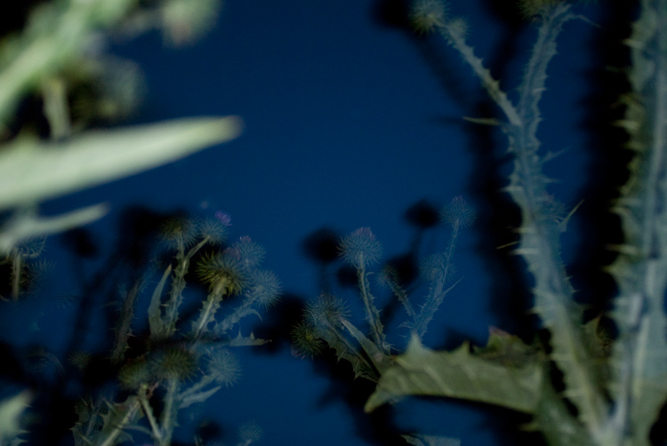 a midsummer night`s dream