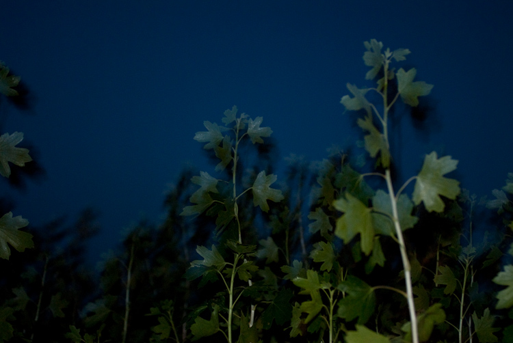 a midsummer night`s dream