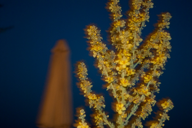 a midsummer night`s dream
