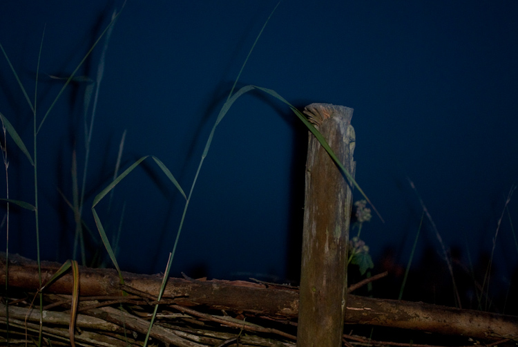 a midsummer night`s dream