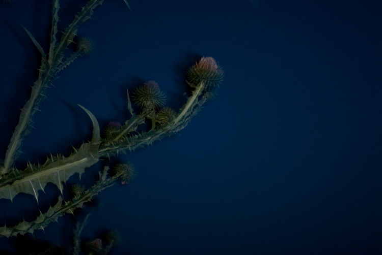 a midsummer night`s dream
